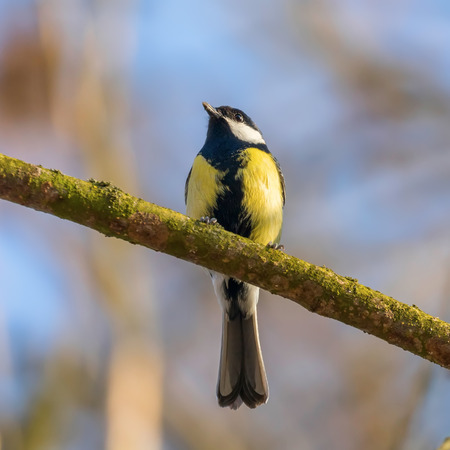 Great tit on branch (Parus major) Cute little Birdの写真素材