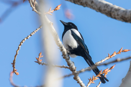 Eurasian magpie on a branch, Common magpie (Pica pica)の写真素材