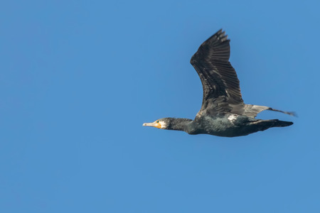 Great Cormorant in flight (Phalacrocorax carbo)の写真素材