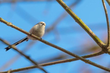 Long-tailed tit on branch (Aegithalos caudatus) Cute little Birdの写真素材