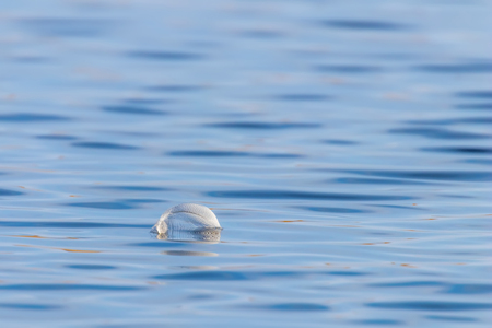 Bird feather on water surface with space for textの写真素材