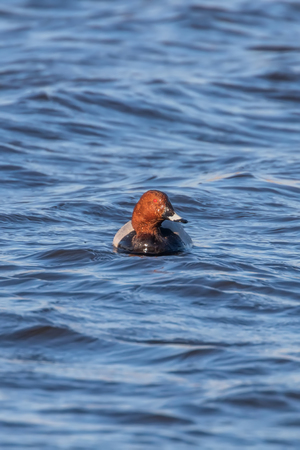 Common Pochard male swimming in the lake (Aythya ferina)の写真素材