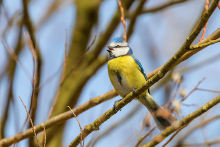 Blue tit on branch, Eurasian blue tit, (Cyanistes caeruleus) Cute little Birdの写真素材