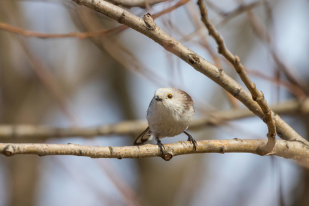 Long-tailed tit on branch (Aegithalos caudatus) Cute little Birdの写真素材