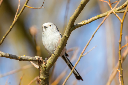 Long-tailed tit on branch (Aegithalos caudatus) Cute little Birdの写真素材