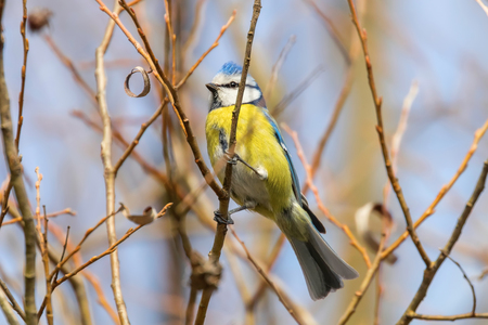 Blue tit on branch, Eurasian blue tit, (Cyanistes caeruleus) Cute little Birdの写真素材