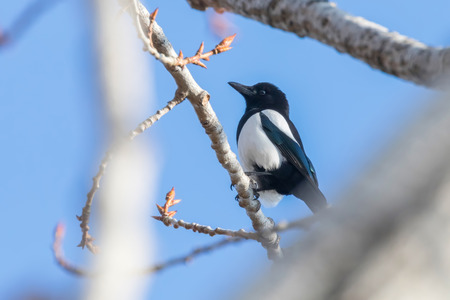 Eurasian magpie on a branch, Common magpie (Pica pica)の写真素材