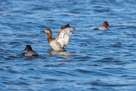 Common Pochard ducks swimming in the lake (Aythya ferina)の写真素材