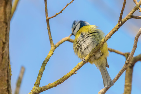 Blue tit on branch, Eurasian blue tit, (Cyanistes caeruleus) Cute little Birdの写真素材