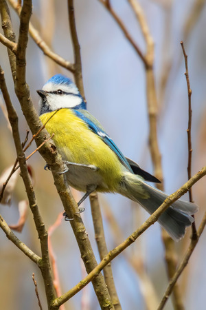 Blue tit on branch, Eurasian blue tit, (Cyanistes caeruleus) Cute little Birdの写真素材