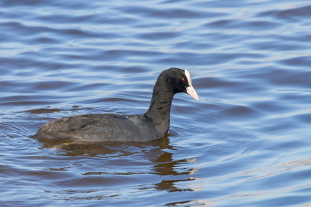 Coot swimming (Fulica atra) Close up Eurasian Cootの写真素材