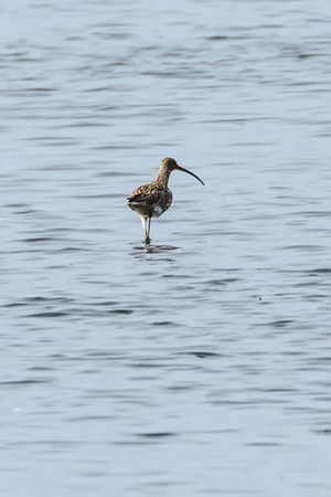 Eurasian Curlew, Common Curlew (Numenius arquata) single bird in waterの写真素材