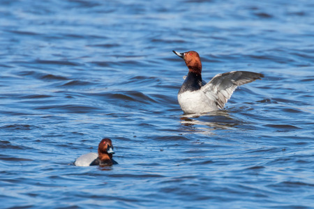 Common Pochard ducks swimming in the lake (Aythya ferina)の写真素材
