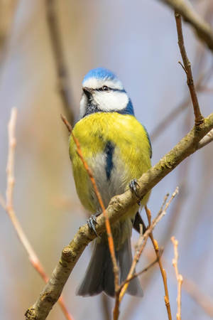 Blue tit on branch, Eurasian blue tit, (Cyanistes caeruleus) Cute little Birdの写真素材