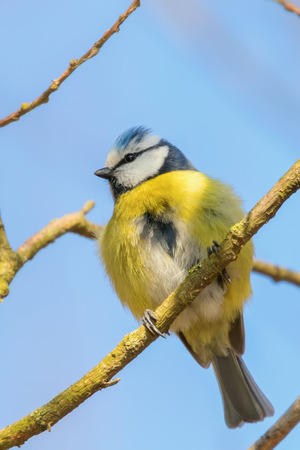 Blue tit on branch, Eurasian blue tit, (Cyanistes caeruleus) Cute little Birdの写真素材