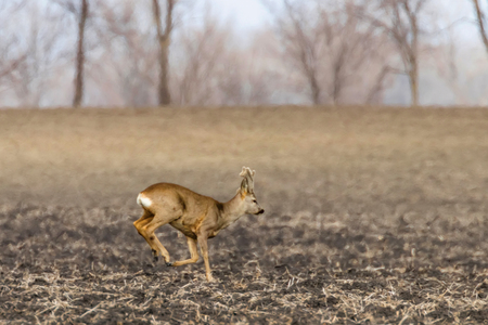 Wild roe deer (capreolus capreolus) in a field Spring Timeの写真素材