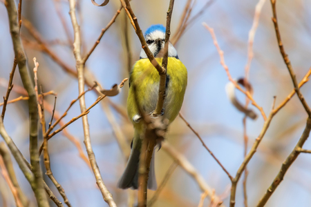 Blue tit on branch, Eurasian blue tit, (Cyanistes caeruleus) Cute little Birdの写真素材