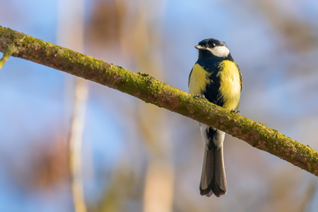Great tit on branch (Parus major) Cute little Birdの写真素材