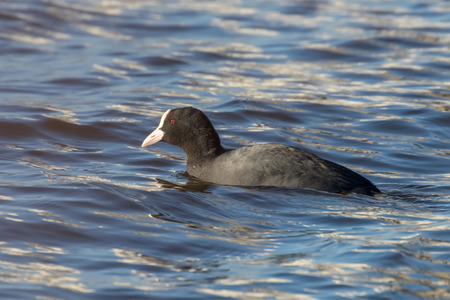 Coot swimming (Fulica atra) Close up Eurasian Cootの写真素材