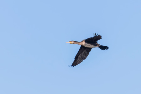Great Cormorant in flight (Phalacrocorax carbo)の写真素材