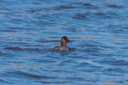 Common Pochard female swimming in the lake (Aythya ferina)の写真素材