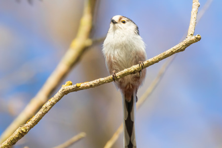 Long-tailed tit on branch (Aegithalos caudatus) Cute little Birdの写真素材