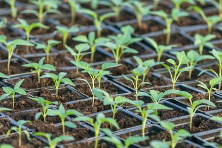 Pepper Seedlings, young foliage of pepper, Spring seedlings. Sprouts pepper.の写真素材