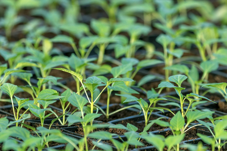 Pepper Seedlings, young foliage of pepper, Spring seedlings. Sprouts pepper.の写真素材
