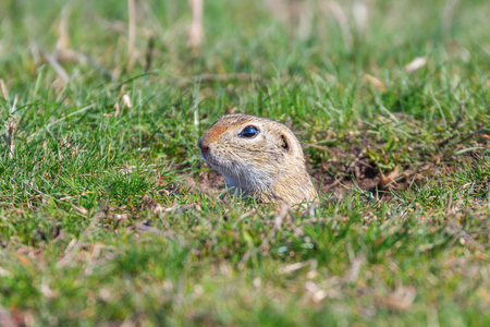 Souslik (Spermophilus citellus) European ground squirrel in the natural environmentの写真素材