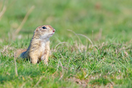European ground squirrel, Souslik (Spermophilus citellus) natural environmentの写真素材