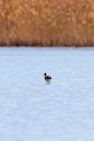 Ruff water bird (Philomachus pugnax) Ruff in waterの写真素材