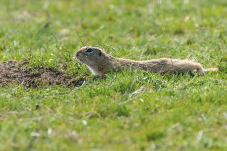 European ground squirrel, Souslik (Spermophilus citellus) natural environmentの写真素材