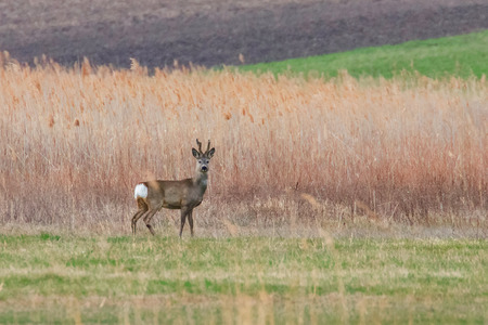 Wild Roe Deer Buck in a fieldの写真素材