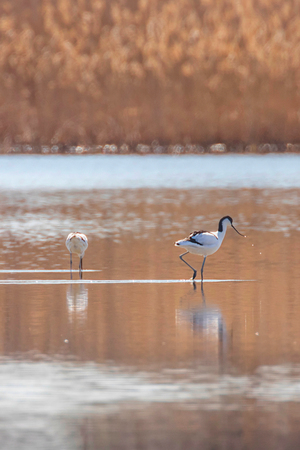 Pied Avocet in water looking for food (Recurvirostra avosetta) Black and white wader birdの写真素材