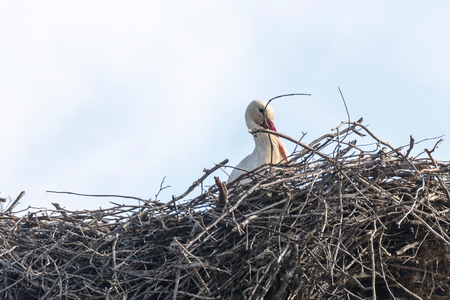 White stork nest (Ciconia Ciconia) Close upの写真素材
