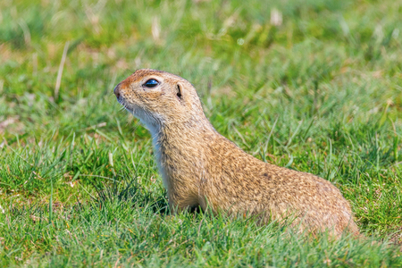 European ground squirrel, Souslik (Spermophilus citellus) natural environmentの写真素材
