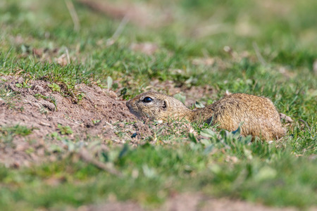 Souslik (Spermophilus citellus) European ground squirrel in the natural environmentの写真素材