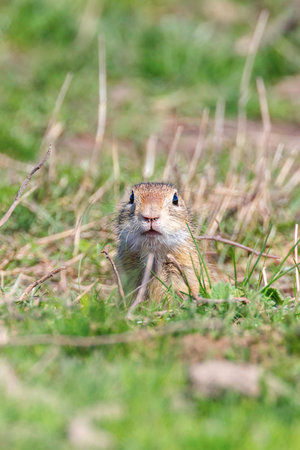 Souslik (Spermophilus citellus) European ground squirrel in the natural environment
