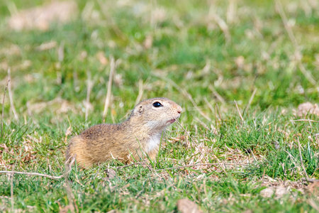 Souslik (Spermophilus citellus) European ground squirrel in the natural environment