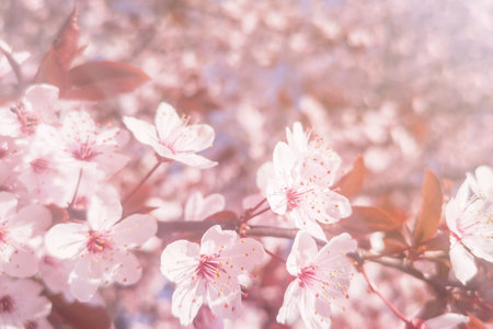 Spring Cherry blossoms Background, Blossoming cherry Close Up