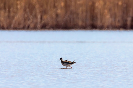 Ruff water bird (Philomachus pugnax) Ruff in waterの写真素材