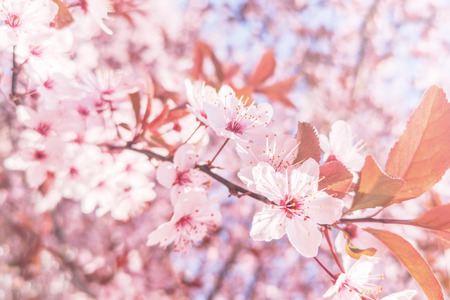 Spring Cherry blossoms Background, Blossoming cherry Close Upの写真素材