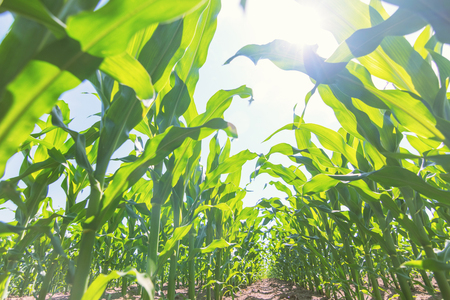Green corn growing on the field. Green Corn Plants.の写真素材