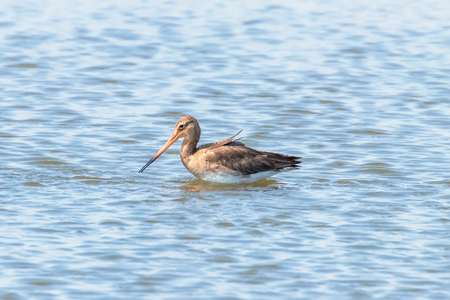 Black Tailed Godwit (Limosa limosa) Wader Bird Foraging in shallow waterの写真素材