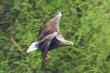 White Tailed Eagle (Haliaeetus albicilla) Eagle Catching Fishの写真素材