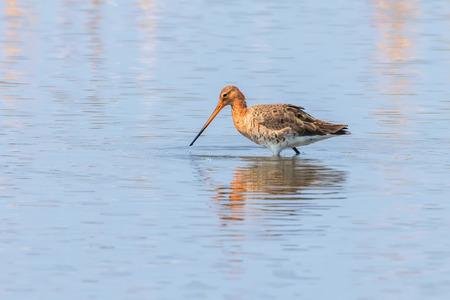 Black Tailed Godwit (Limosa limosa) Wader Bird Foraging in shallow waterの写真素材