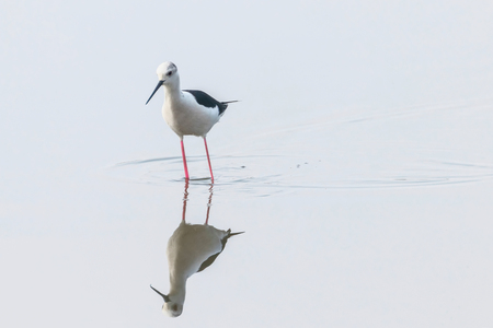 Black-Winged Stilt in Shallow Water Reflection (Himantopus himantopus) Wader Bird Stiltの写真素材