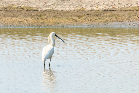 Eurasian Spoonbill standing in the shallow water (Platalea leucorodia) Common Spoonbillの写真素材