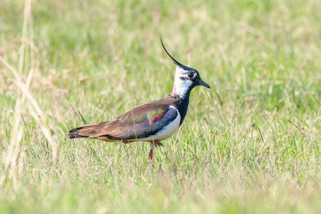 Lapwing, Northern Lapwing in the grass (Vanellus vanellus) Peewitの写真素材
