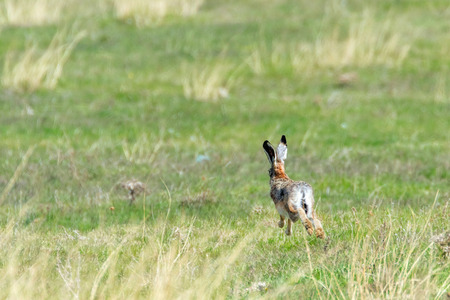 European Brown Hare (Lepus europeaus) running in fieldの写真素材